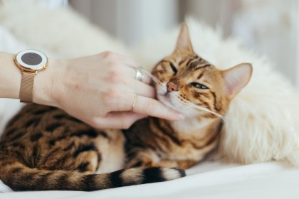 Felinoterapia - terapia z udziałem kotów