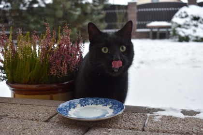 Co powinien jeść kot?