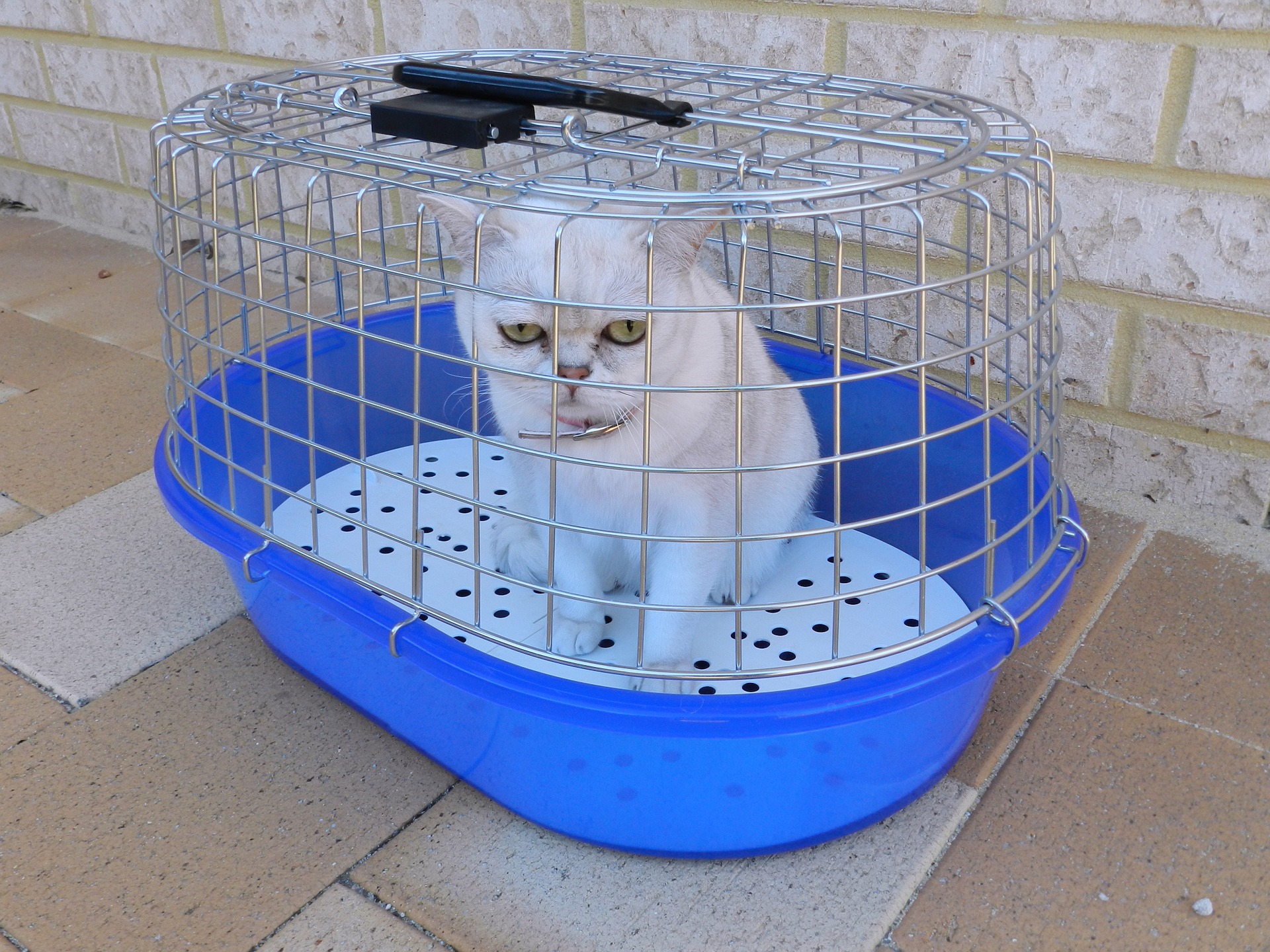 Transporter dla kota (klatka, kontener i torba transportowa dla kota)