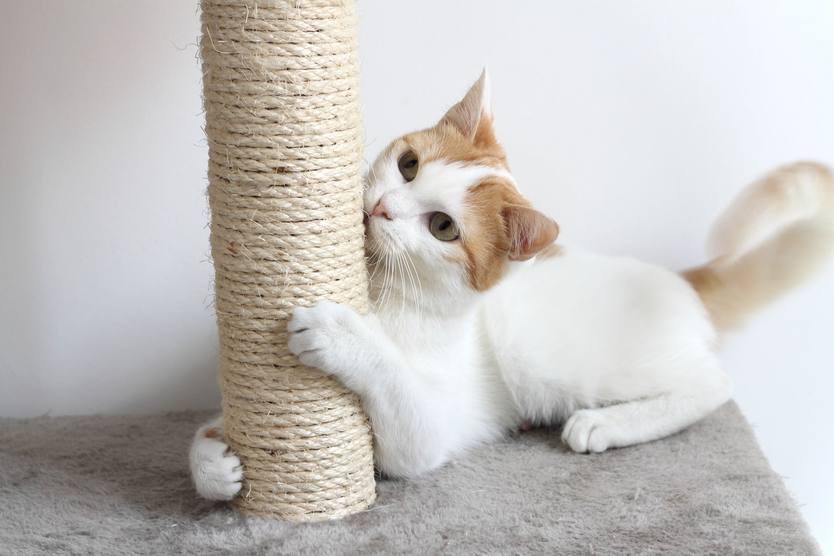 Drapak dla kota – na ścianę, tekturowy, z domkiem – jak wybrać?