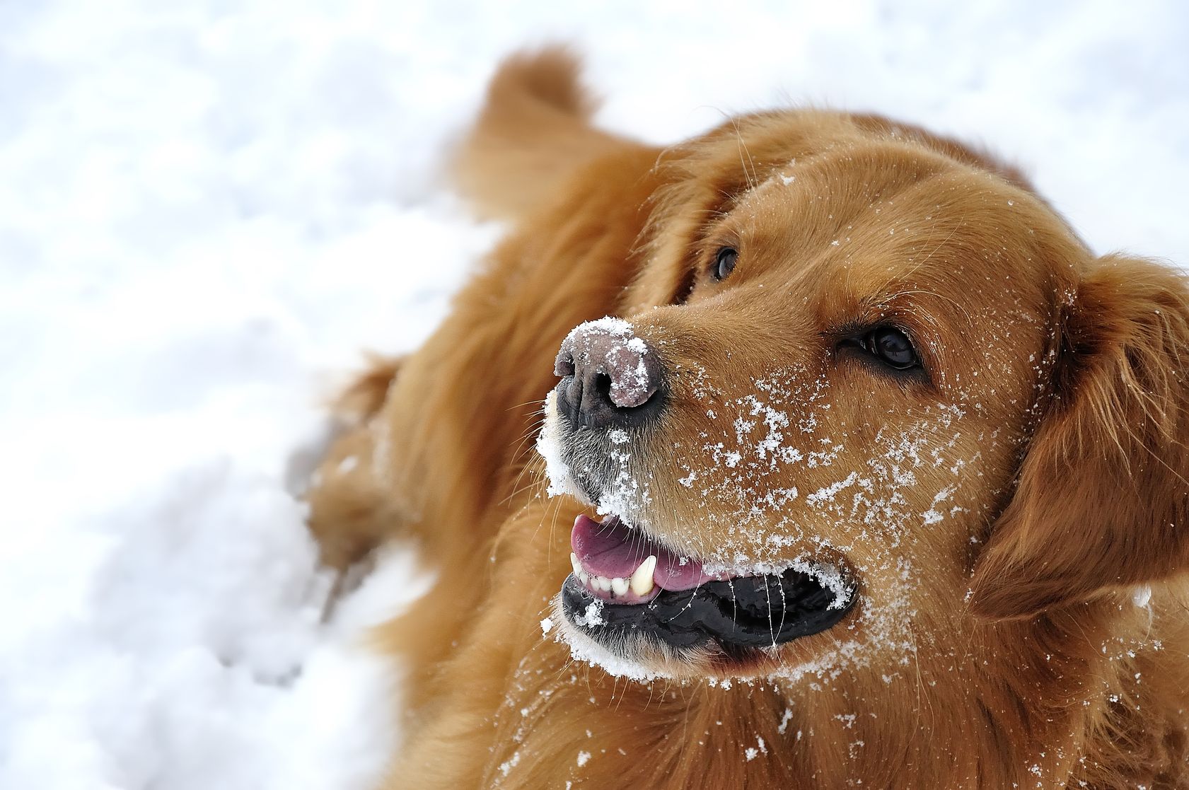 Jak dbać o psa w sezonie jesienno-zimowym?