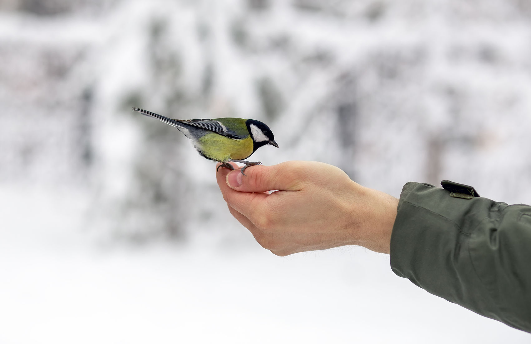 Dokarmianie ptaków - czym karmić ptaki zimą?