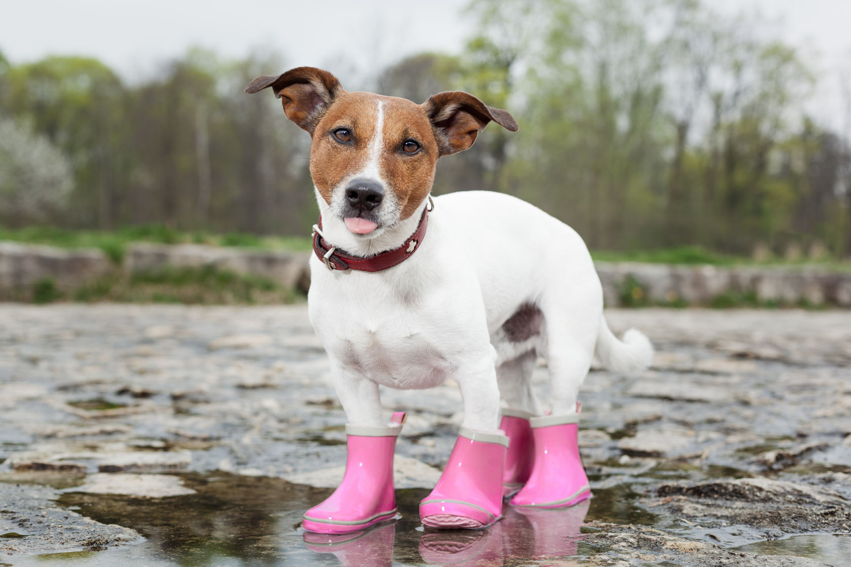 Buty dla psa - na zimę, ochronne, antypoślizgowe - jak wybrać?