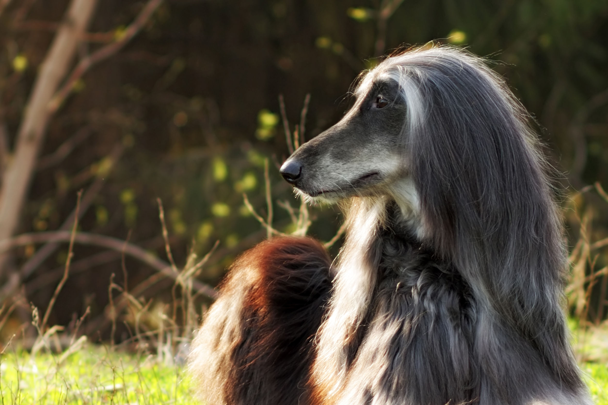 Psy z włosami zamiast sierści - rasy dla alergików?