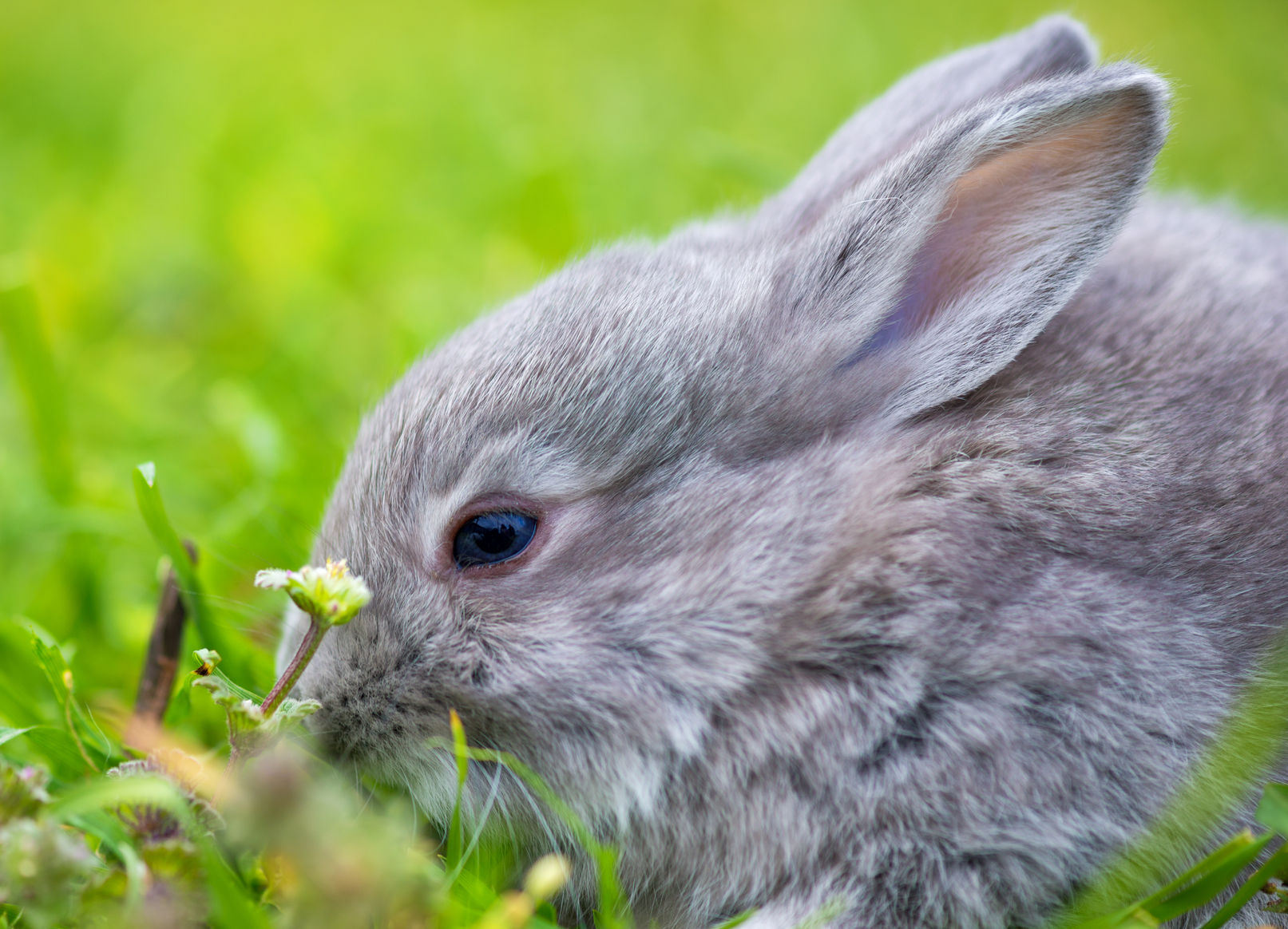 Smycz dla królika - jak założyć i wybrać smycz?