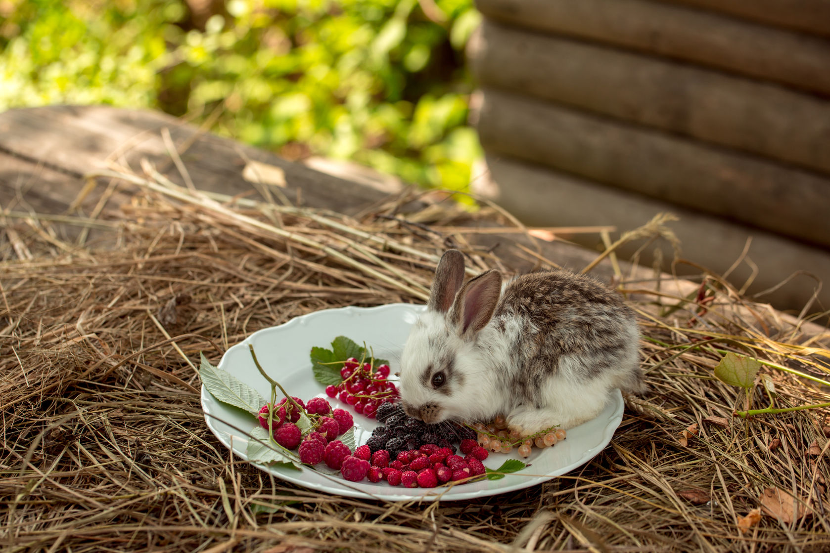 Witaminy dla królików - jakie i kiedy należy podać?