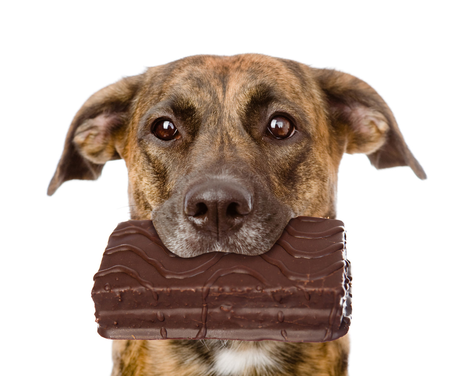 Czekolada dla psa - czy pies może jeść czekoladę?