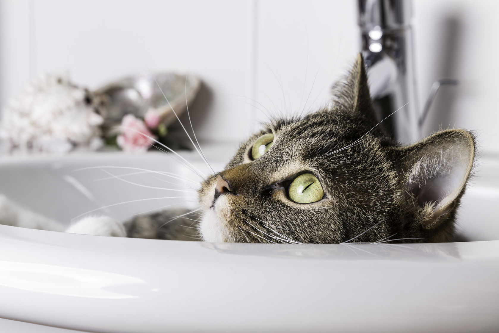 Szampon dla kota – suchy, na pchły, domowy - jak wybrać?
