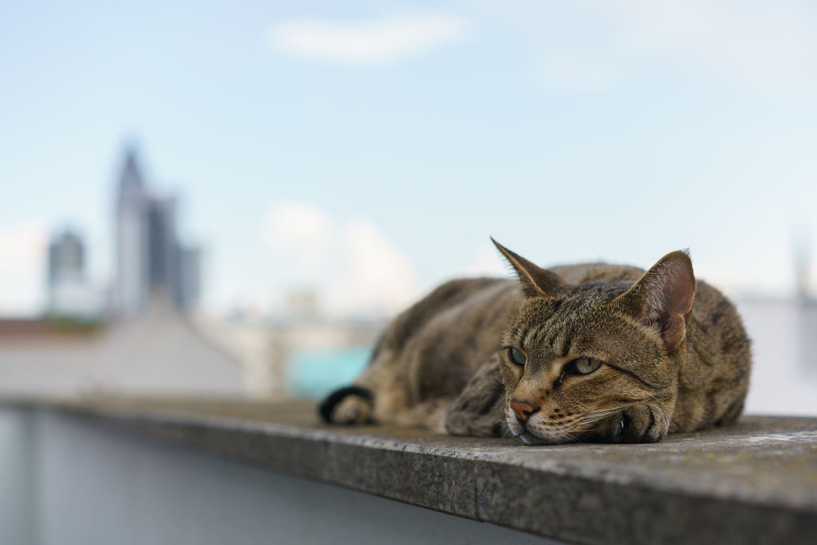 Siatka na balkon dla kota - jaką wybrać?