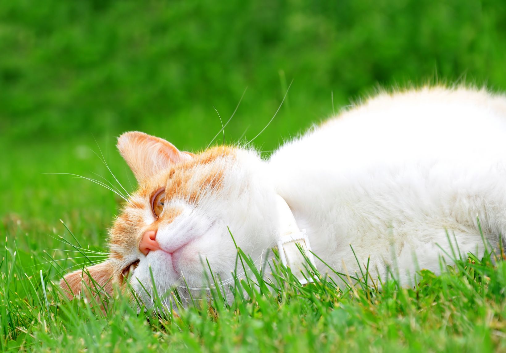 Trawa dla kota - jak sadzić? Dlaczego koty jedzą trawę?