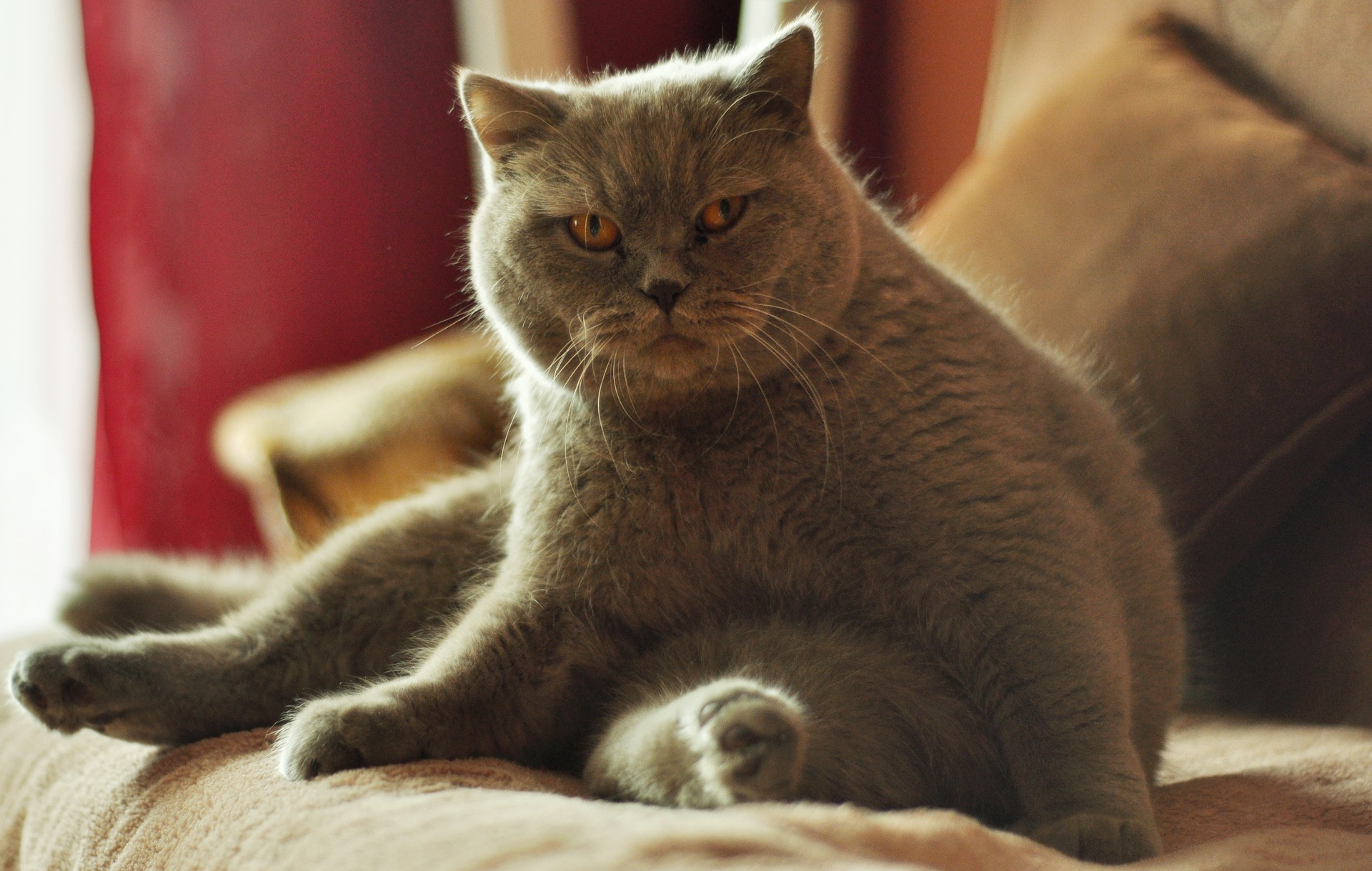 Odchudzanie kota - co robić, gdy kot ma nadwagę?