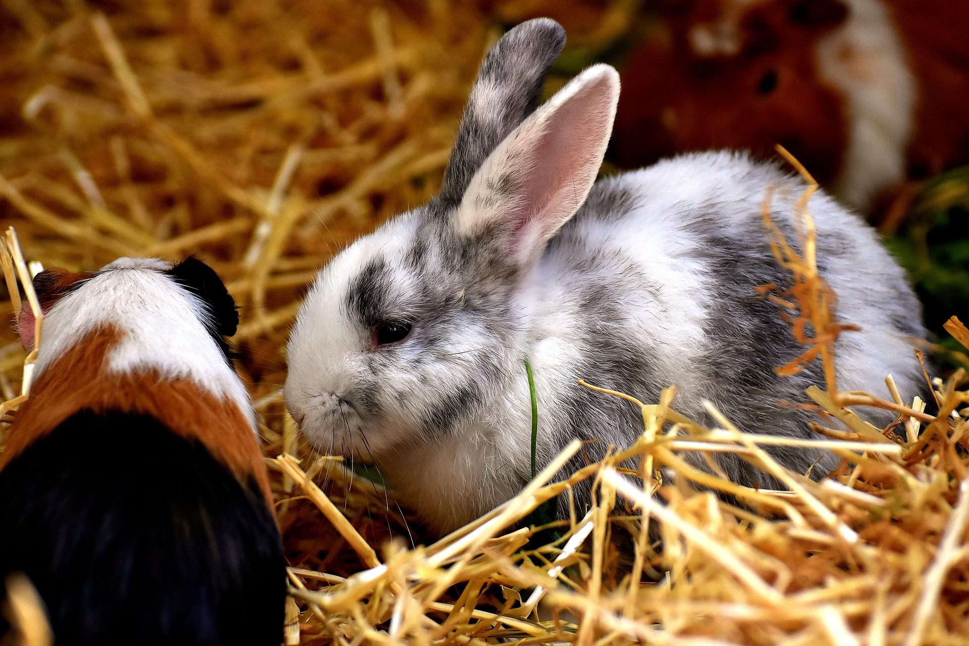 Jak prawidłowo karmić króliki i świnki morskie? 
