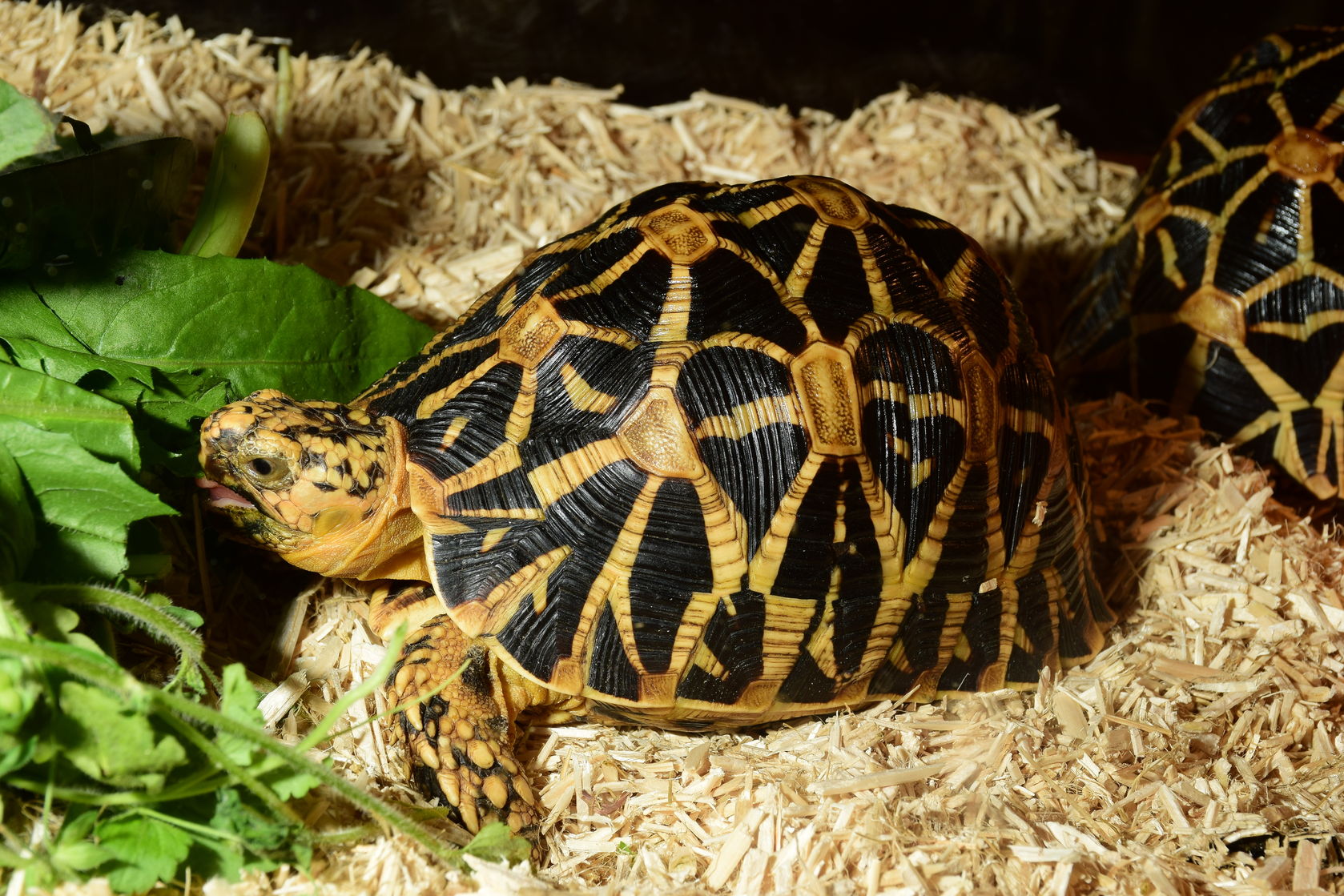 Terrarium dla żółwia - jakie wybrać? Rodzaje