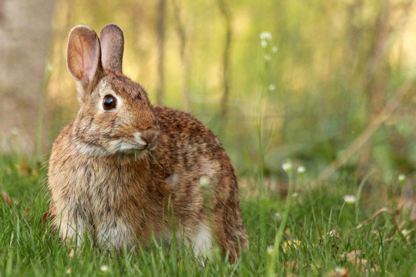 Rasy królików – miniaturek, domowych, hodowlanych