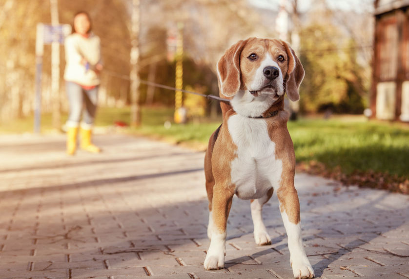 Linka treningowa dla psa - z amortyzatorem czy bez?