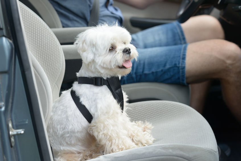 Szelki dla psa do samochodu - jakie pasy wybrać?