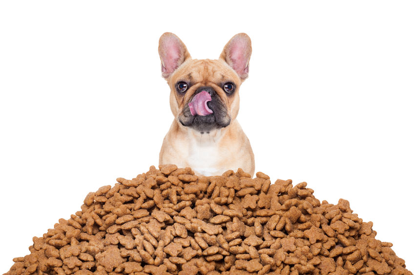 Jak karmić psa? Ile razy dziennie i jak dużo?