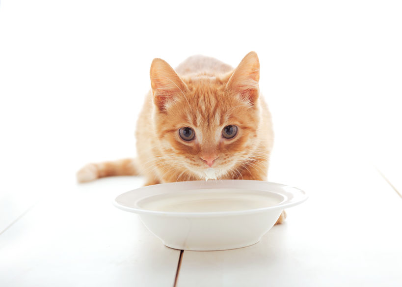 Mleko dla kota - czy koty mogą pić mleko?