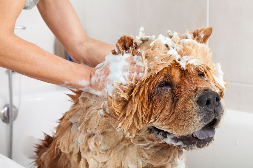 Jak często kąpać psa? W czym wykąpać psa?