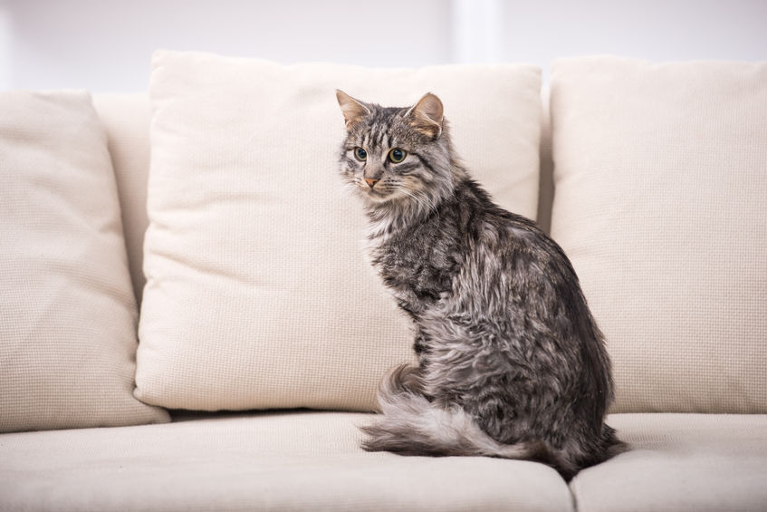 Jak usunąć zapach moczu kota? Z kanapy, materaca