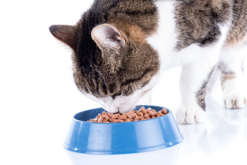 Karmienie kota - jak często i jak dużo karmy dla kota?