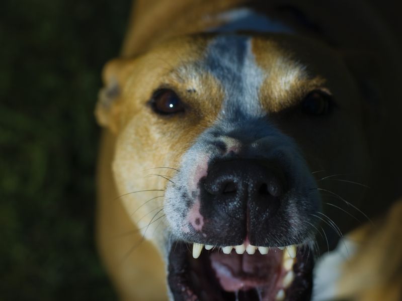 Odstraszacz psów - jaki zapach odstrasza psy?