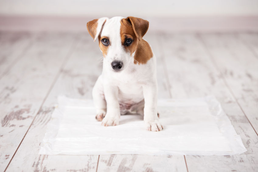 Podkłady dla psa – jaką matę higieniczną wybrać?
