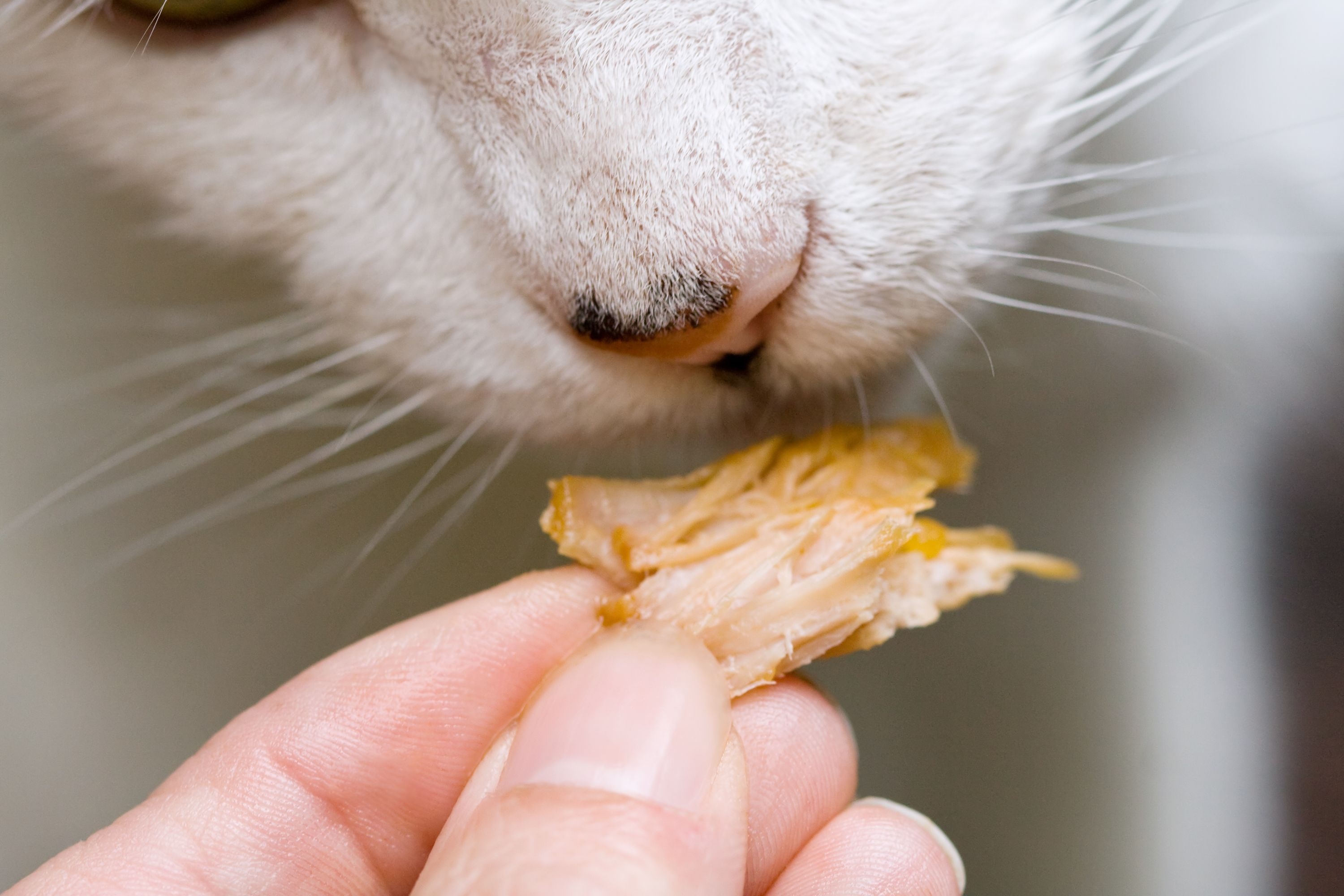 Przysmaki dla kota - jakie smakołyki dla kotów? Przepis