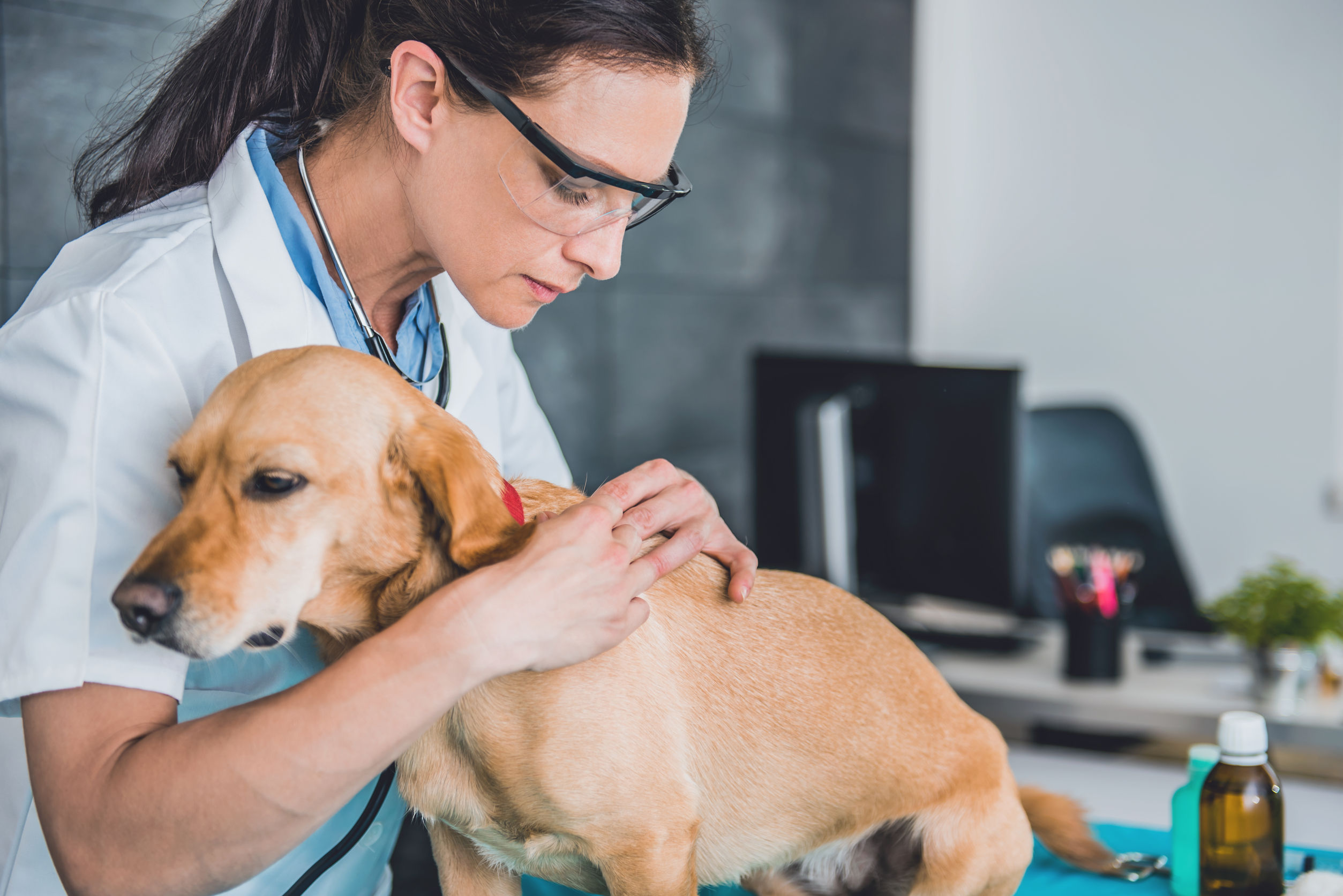 Babeszjoza u psa – objawy, rokowania i leczenie