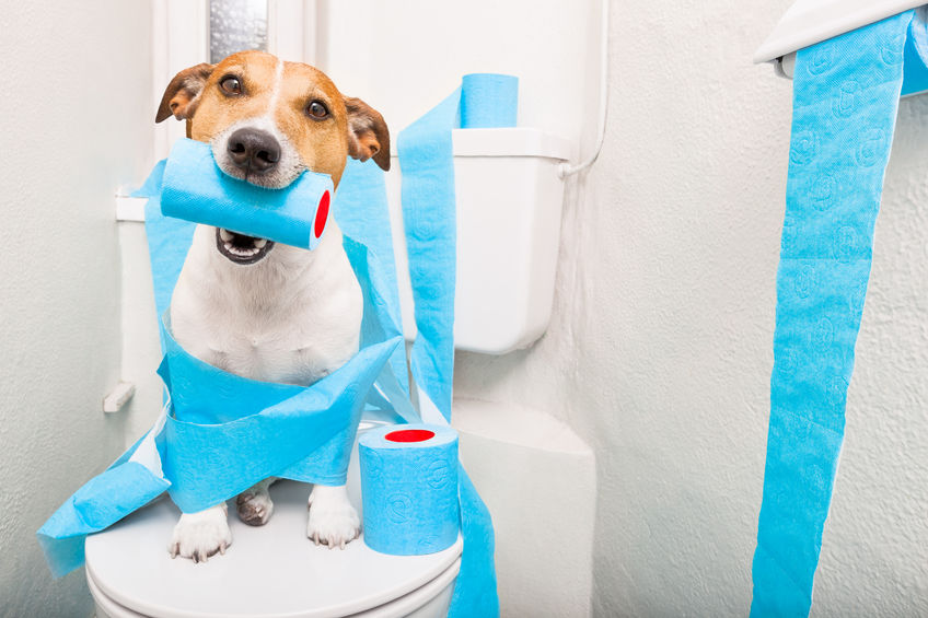 Jak nauczyć psa czystości? Na dworze, na matę. Sposoby