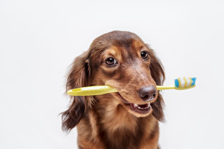 Pasta do zębów dla psa – jaka jest najlepsza?