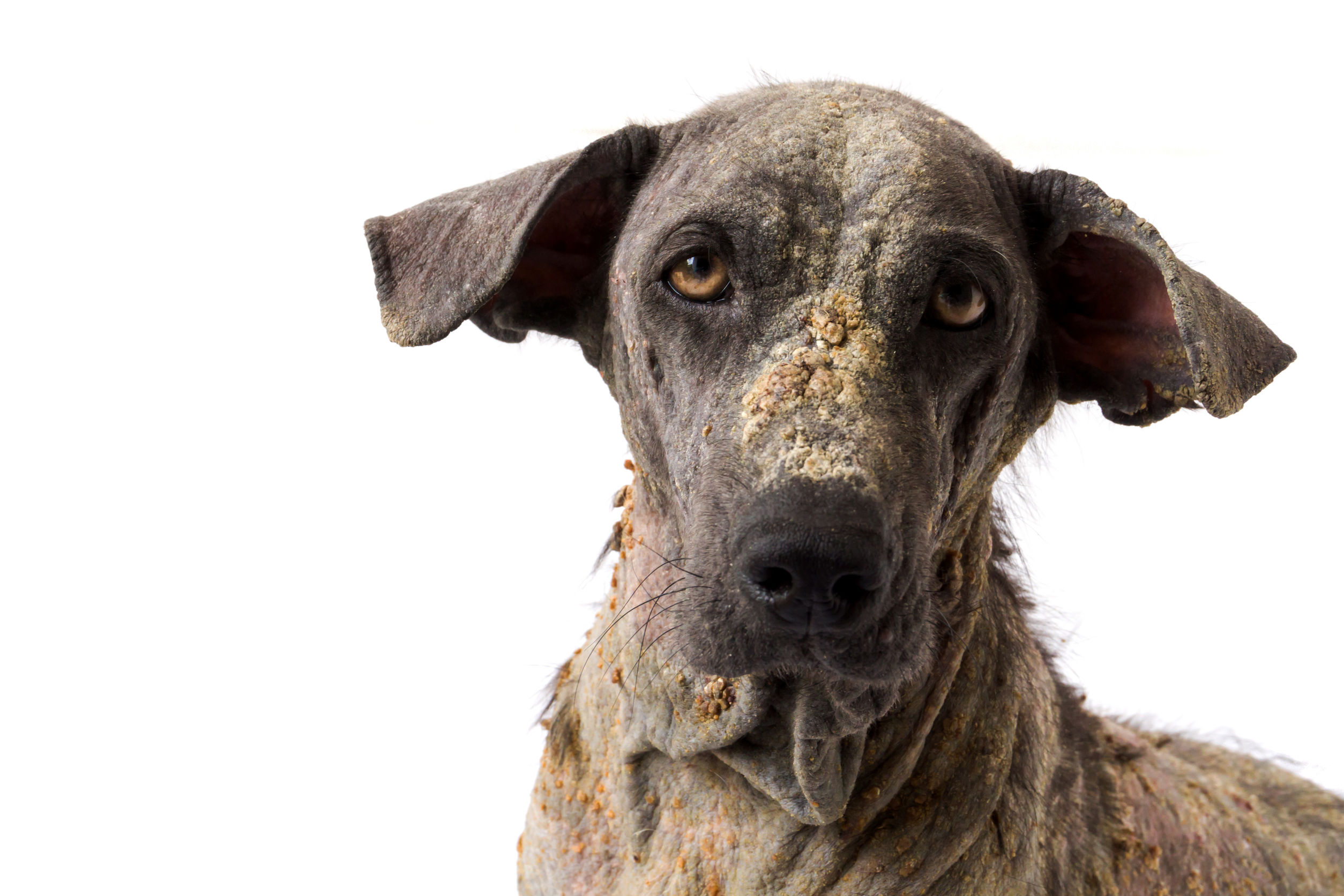 Choroby skóry u psa – co oznaczają zmiany skórne?