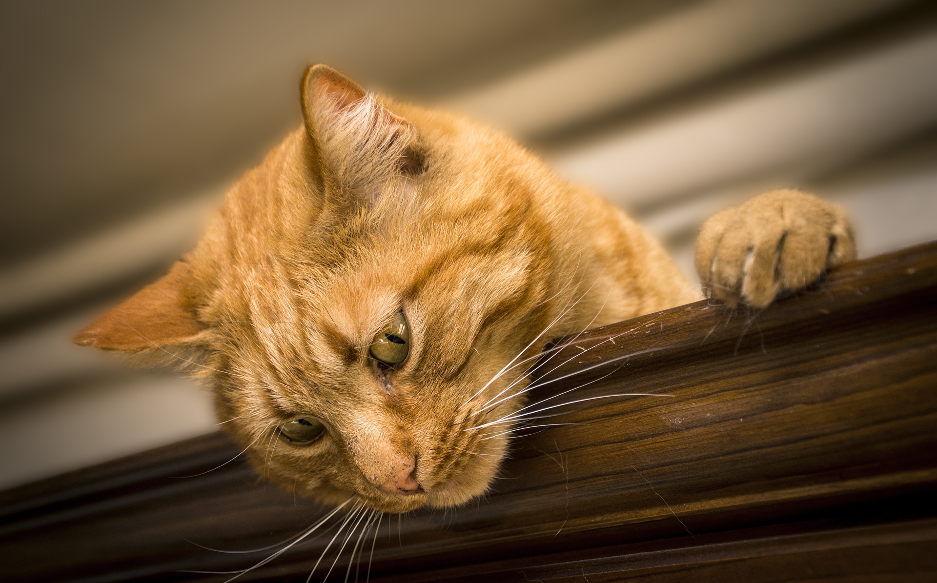 Ile żyją koty? Długość życia kota domowego