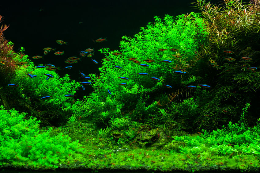 Akwarium roślinne- jakie podłoże do akwarium roślinnego?