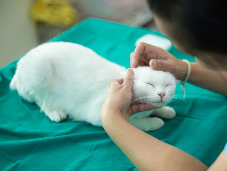 Sterylizacja kotki - ile kosztuje? Kiedy sterylizować kotkę?