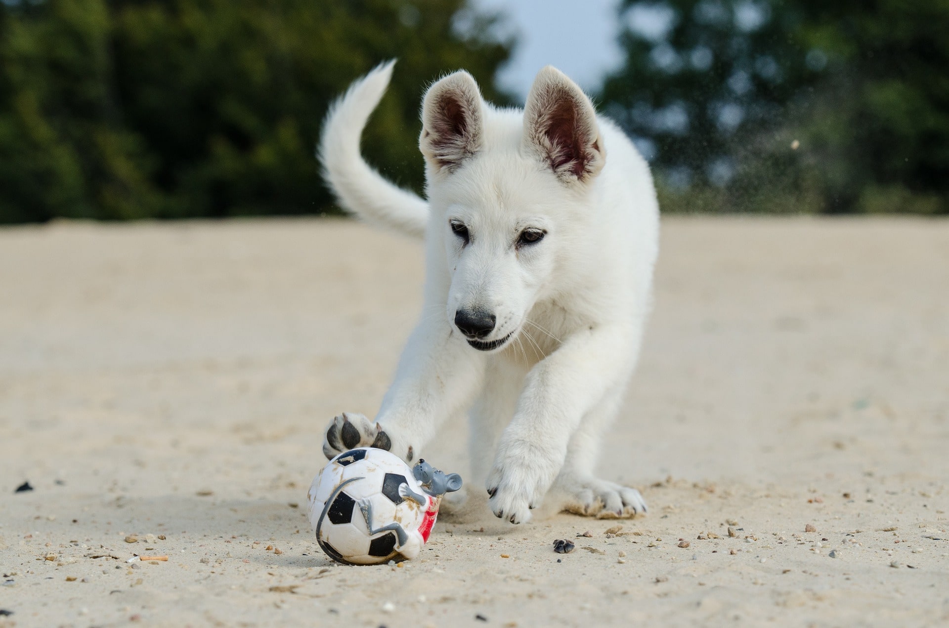 Psie sporty. Jak dobrać aktywność do psa? Cz. 1