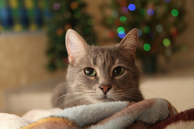 Święta w kocim domu - jak przygotować się na święta z kotem?
