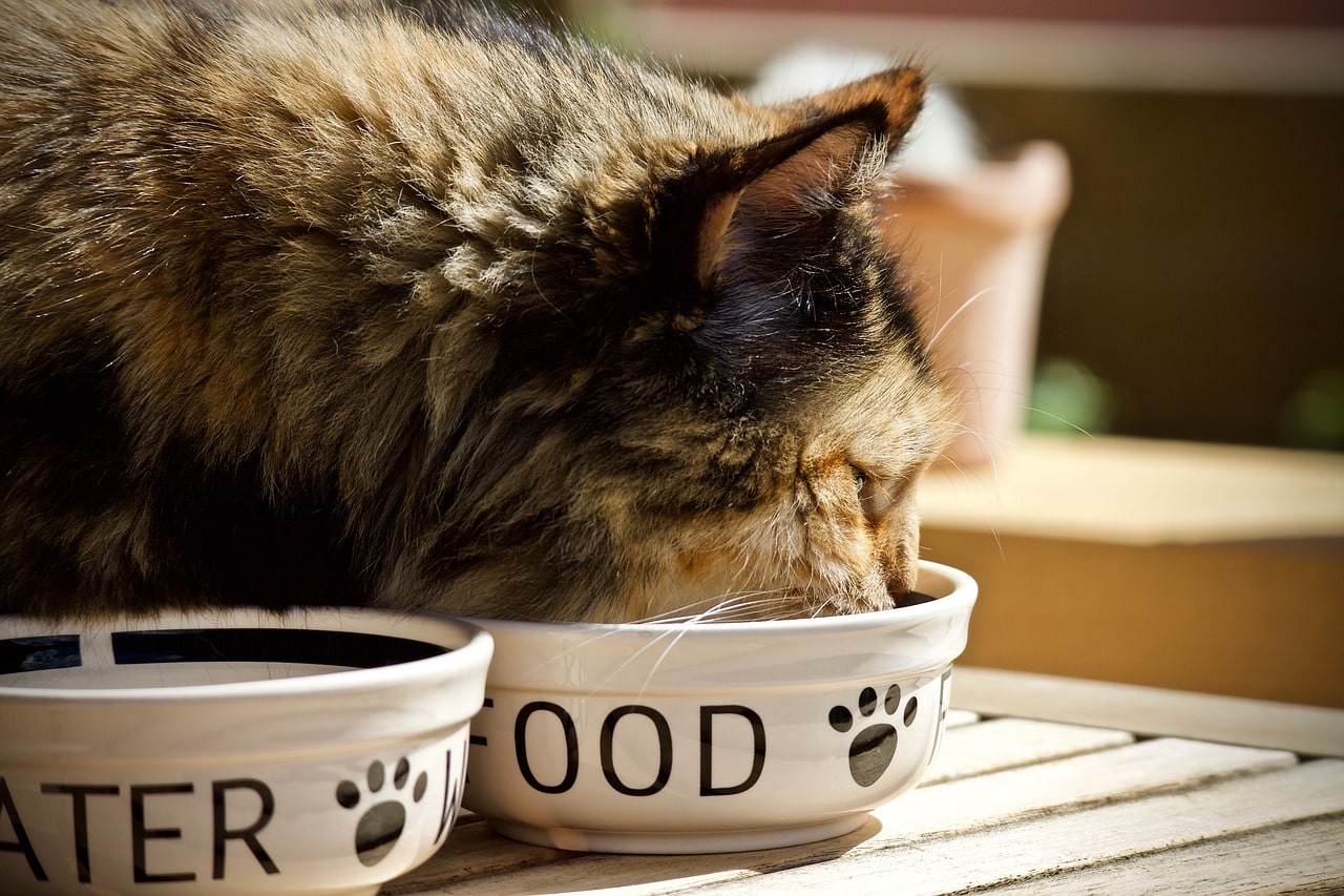 Jak zdrowo żywić kota?