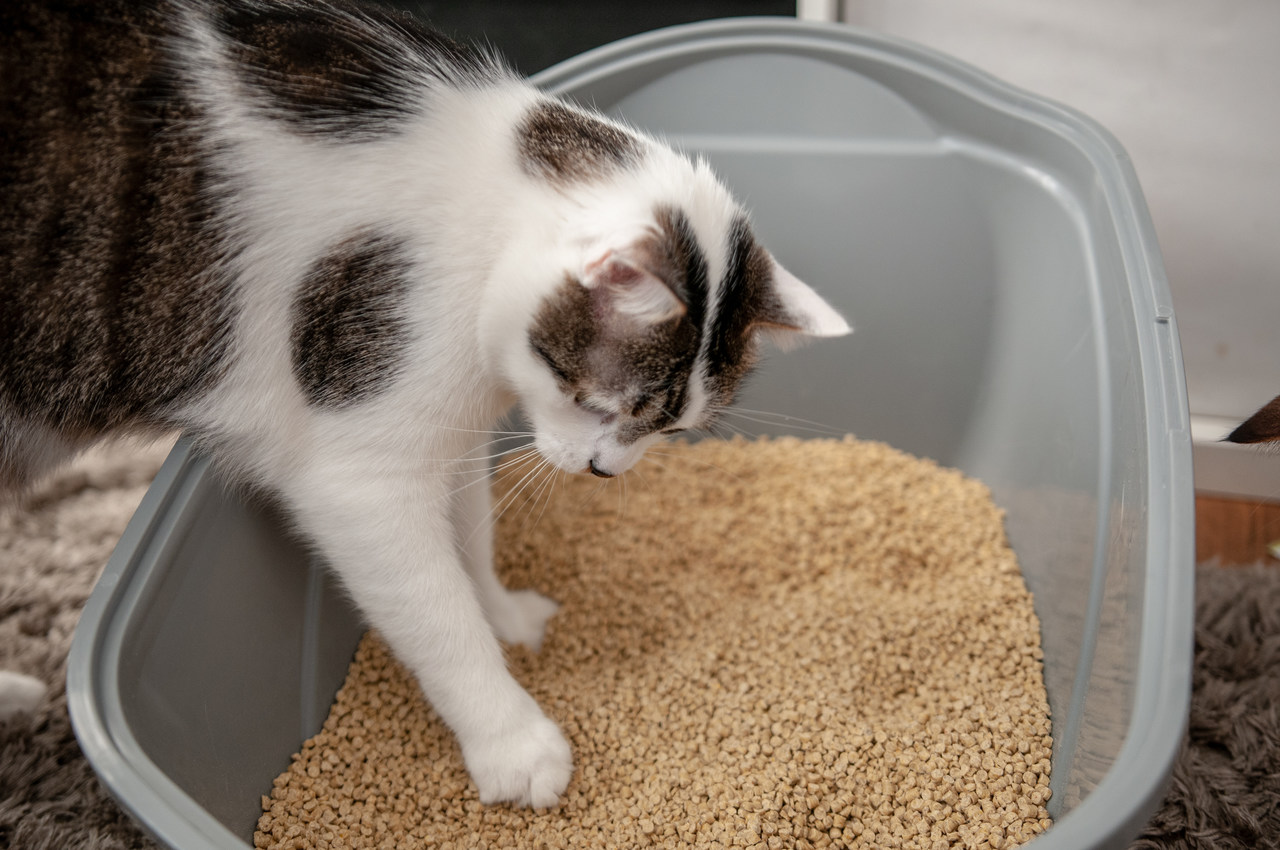 Żwirek dla kota, który można wyrzucać do toalety? Przedstawiamy żwirek kukurydziany!
