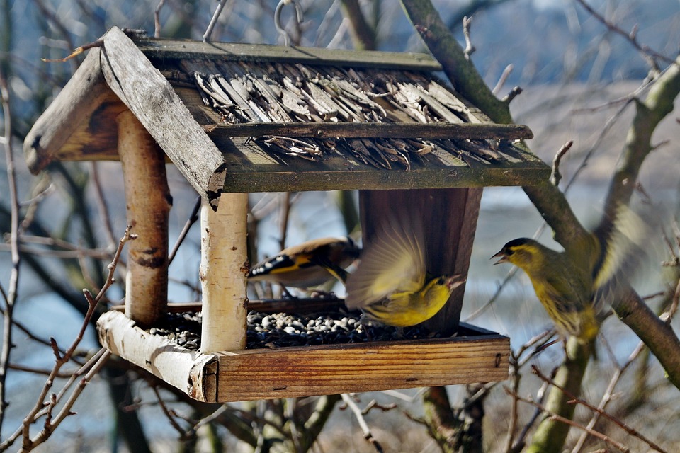 Jak dokarmiać ptaki zimą - krótki poradnik dla miłośników ptaków!