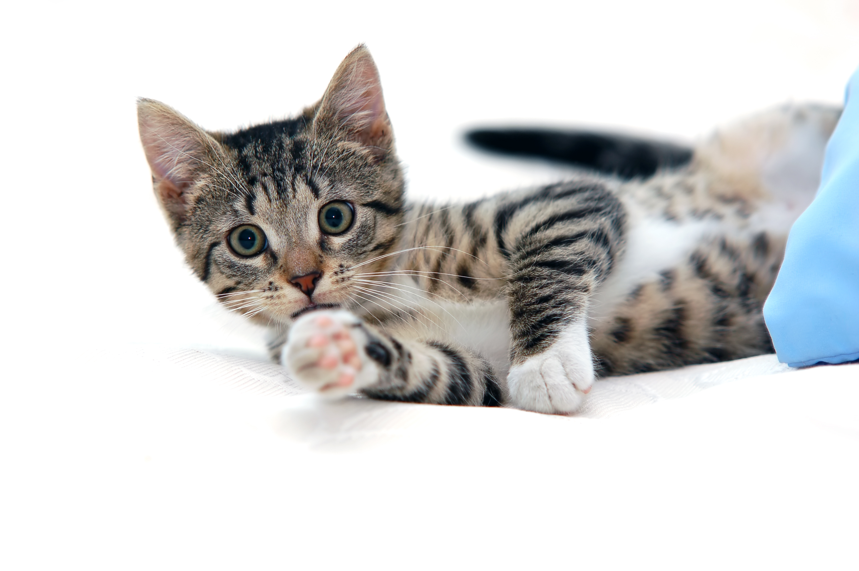 Kot w domu – jak uniknąć problemów i mieć zdrowego i zadowolonego zwierzaka?