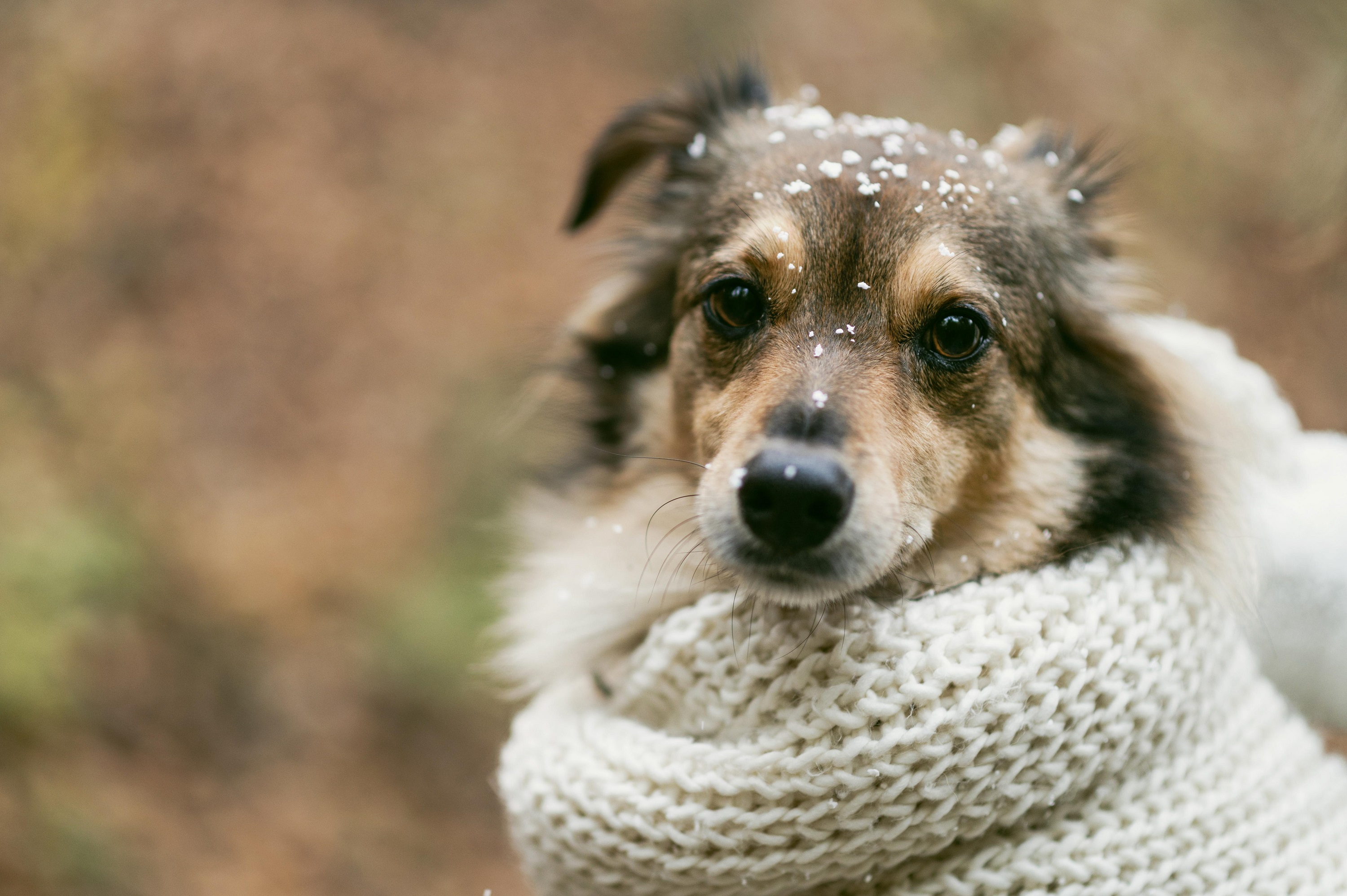 Co, jeśli pies się przeziębi?