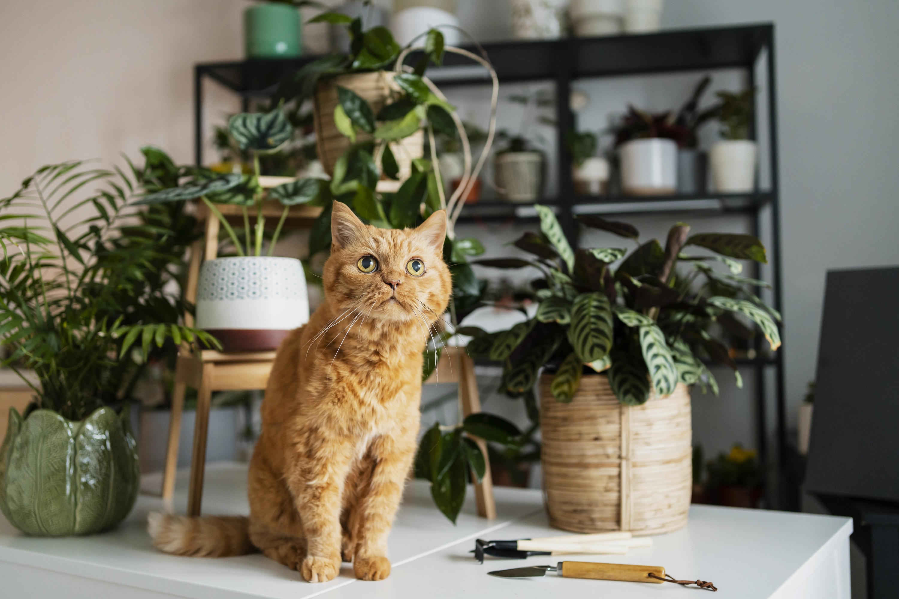 Rośliny w domu – co jest niebezpieczne dla kota?