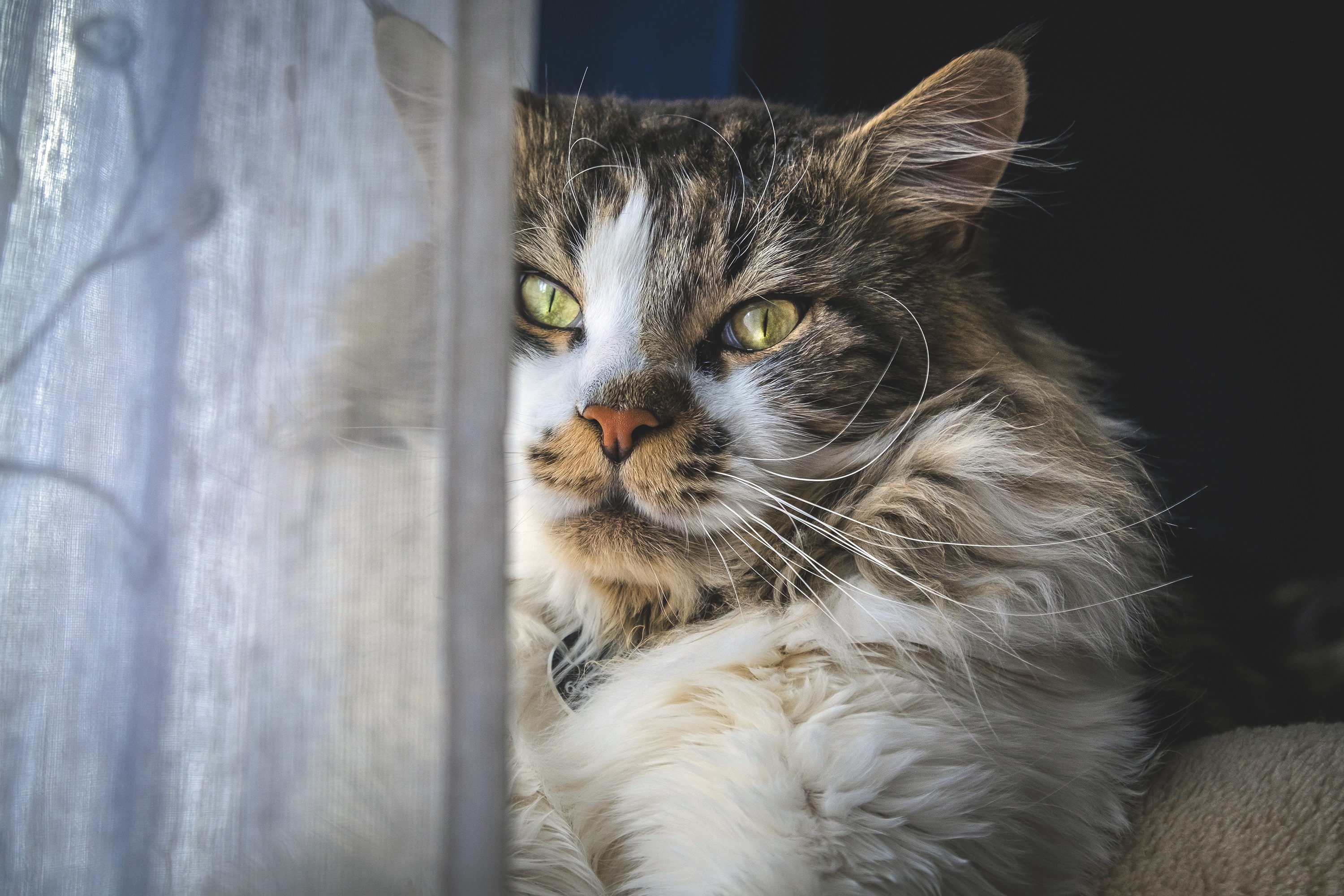 Maine coon – co warto wiedzieć o kotach tej rasy 