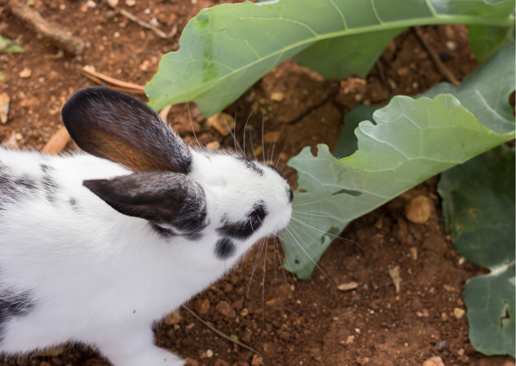 Jakie zioła są odpowiednie dla królika?