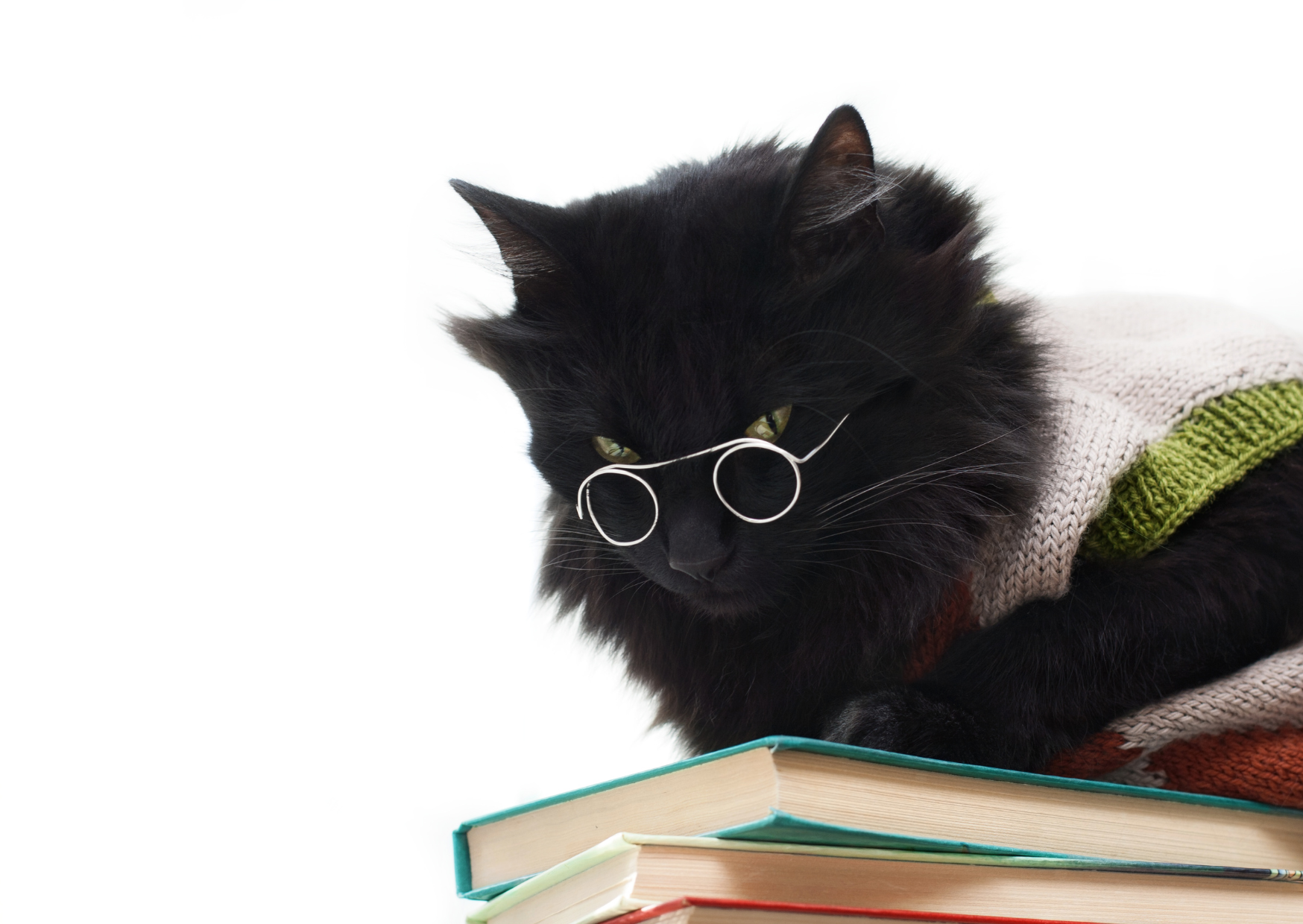Ciekawostki o kotach. 15 faktów o kotach, które warto znać
