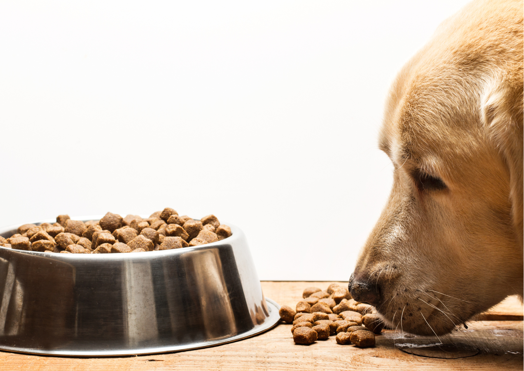 Jak zmieniać karmę psu?