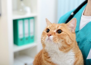 Odrobaczanie kota - kiedy, jak i co ile odrobaczać kota domowego?