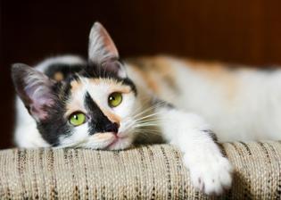 Grzybica u kota – objawy, przyczyny, leczenie