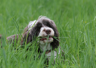 Dlaczego pies je trawę i co to oznacza?